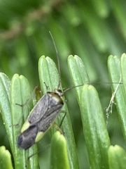 Miridae