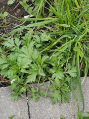 Artemisia vulgaris
