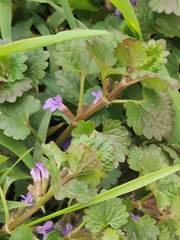 Glechoma hederacea