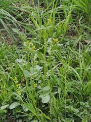 Barbarea vulgaris
