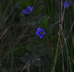 Bacopa caroliniana