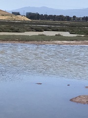 Recurvirostra americana