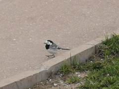 Motacilla alba