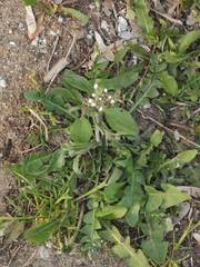 Capsella bursa-pastoris