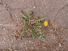 Taraxacum officinale