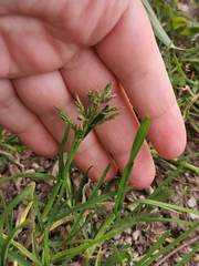 Poa annua
