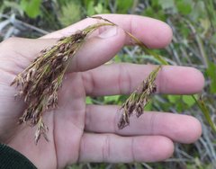 Rhynchospora odorata