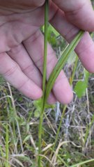 Rhynchospora odorata