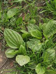 Plantago major
