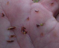 Rhynchospora odorata