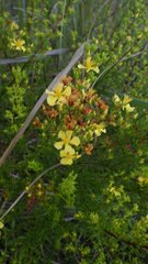 Hypericum limosum