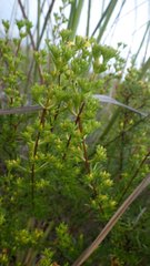 Hypericum limosum