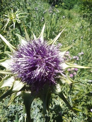 Silybum marianum