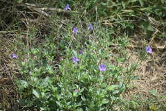 Ruellia nudiflora