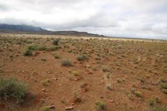 Cryptomys hottentotus