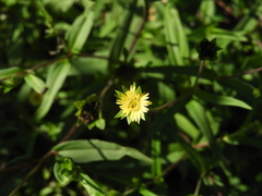 Eclipta megapotamica