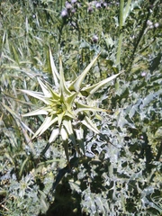 Silybum marianum