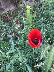 Papaver rhoeas