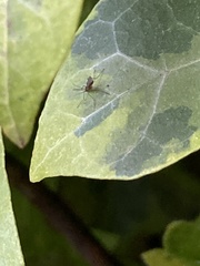 Insecta