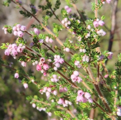 Erica parviflora