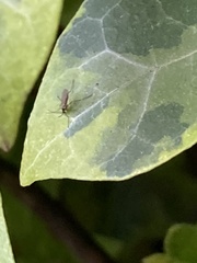Insecta