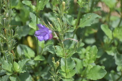 Ruellia nudiflora