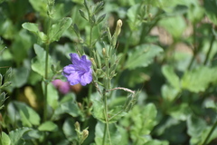 Ruellia nudiflora