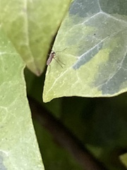 Insecta