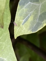 Insecta