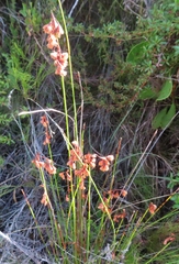 Staberoha distachyos