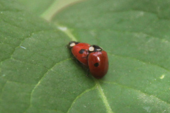 Adalia bipunctata