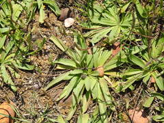 Plantago serraria