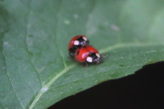 Adalia bipunctata