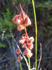 Staberoha distachyos