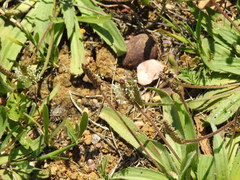 Plantago serraria