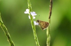 Callimormus saturnus