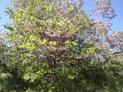Cercis siliquastrum