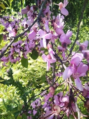 Cercis siliquastrum