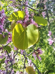 Cercis siliquastrum