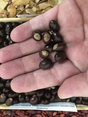 Micropholis crassipedicellata