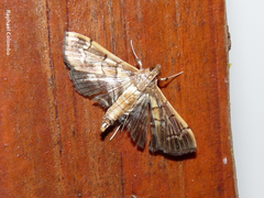 Salbia cassidalis