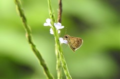 Callimormus saturnus