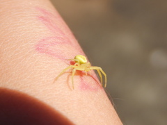 Thomisidae