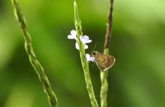 Callimormus saturnus