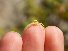 Thomisidae