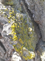 Lecanoromycetes