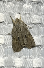 Lithophane patefacta