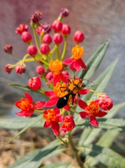 Oncopeltus spectabilis