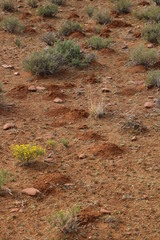 Cryptomys hottentotus