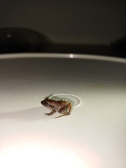Stejneger's Robber Frog photo 5